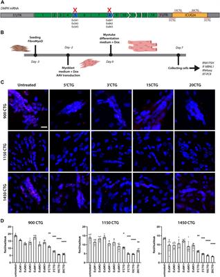 Promising AAV.U7snRNAs vectors targeting DMPK improve DM1 hallmarks in patient-derived cell lines